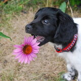 Lente bloem!