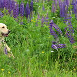 Daya tussen de lente bloemen