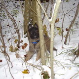 Gizmo im sneeuw