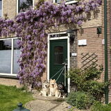 Blauwe regen!