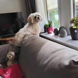 Als ik wakker ben, op de leuning.