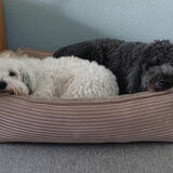 Samen