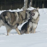 Foto van Leffe Saarlooswolfhond