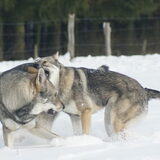 Foto van Leffe Saarlooswolfhond