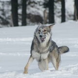 Foto van Leffe Saarlooswolfhond