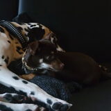 Foto van Julie x Evando x Brownie