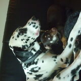 Foto van Julie x Evando x Brownie