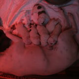 Foto van mamaloes darius dilaylah en de pups!