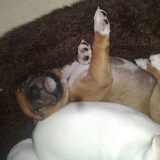 Jaiwey slaap precies zoals zijn vader (Jari) ook slaapt!! 16-01-2009 (4…