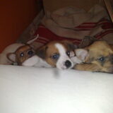 18-01-2009 - We zijn wakker, we willen er uit!! (4,5 week oud)