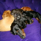 Hoopje hond! Alleen Indy leeft hier nu nog van....Lewis, Zoe en Velvet…