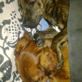 Saampies slapen, Denver en ruby