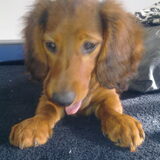 Moppie