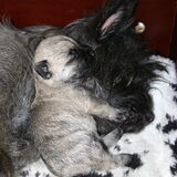 Deze pup is het geworden