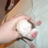 Foto van mamaloes darius dilaylah en de pups!