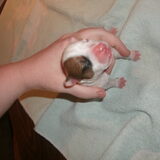 Foto van mamaloes darius dilaylah en de pups!