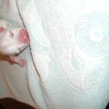 Foto van mamaloes darius dilaylah en de pups!
