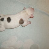 Foto van mamaloes darius dilaylah en de pups!