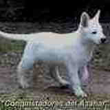 Pup Christy