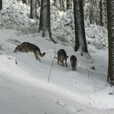 Foto van Leffe Saarlooswolfhond