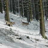 Foto van Leffe Saarlooswolfhond
