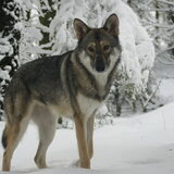 Foto van Leffe Saarlooswolfhond