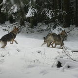 Foto van Leffe Saarlooswolfhond