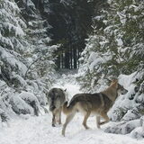 Foto van Leffe Saarlooswolfhond