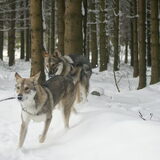 Foto van Leffe Saarlooswolfhond