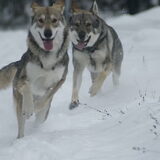 Foto van Leffe Saarlooswolfhond