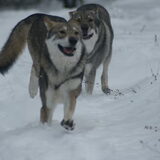 Foto van Leffe Saarlooswolfhond
