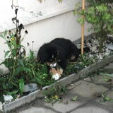 de tuin onderhouden...