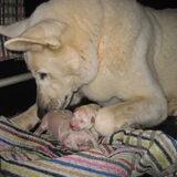 Onze nieuwe pups, geboren 18-10-10. Zie onze website…