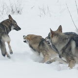 Foto van Leffe Saarlooswolfhond