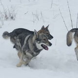 Foto van Leffe Saarlooswolfhond