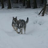 Foto van Leffe Saarlooswolfhond