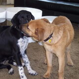 Foto van Moo & Mila