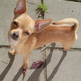 Lady, mijn Kleine trots !
