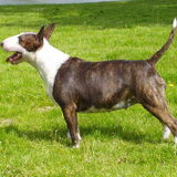 Hazel is een lieve en eigenwijze hond. Zij houd van ballen, zwemmem…