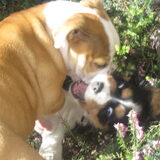 lieve luna en arko 8 weken oud