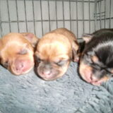 ukkies 3 schatjes