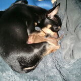 ukkie en dr pups