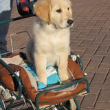 in de kinderwagen