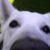 Close-up