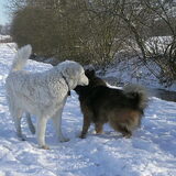 Foto van Annelies & Déru†, en de Puli,s Ixy en Kwint