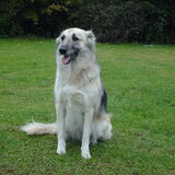 Foto van liesbeth,Turbo,Luna, Levi en Faith