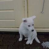 Als pup