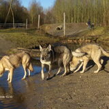 Foto van Leffe Saarlooswolfhond