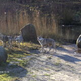 Foto van Leffe Saarlooswolfhond