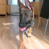 Luna, Is onze nieuwe puppie van 3 maanden. Het is een duitse herder…